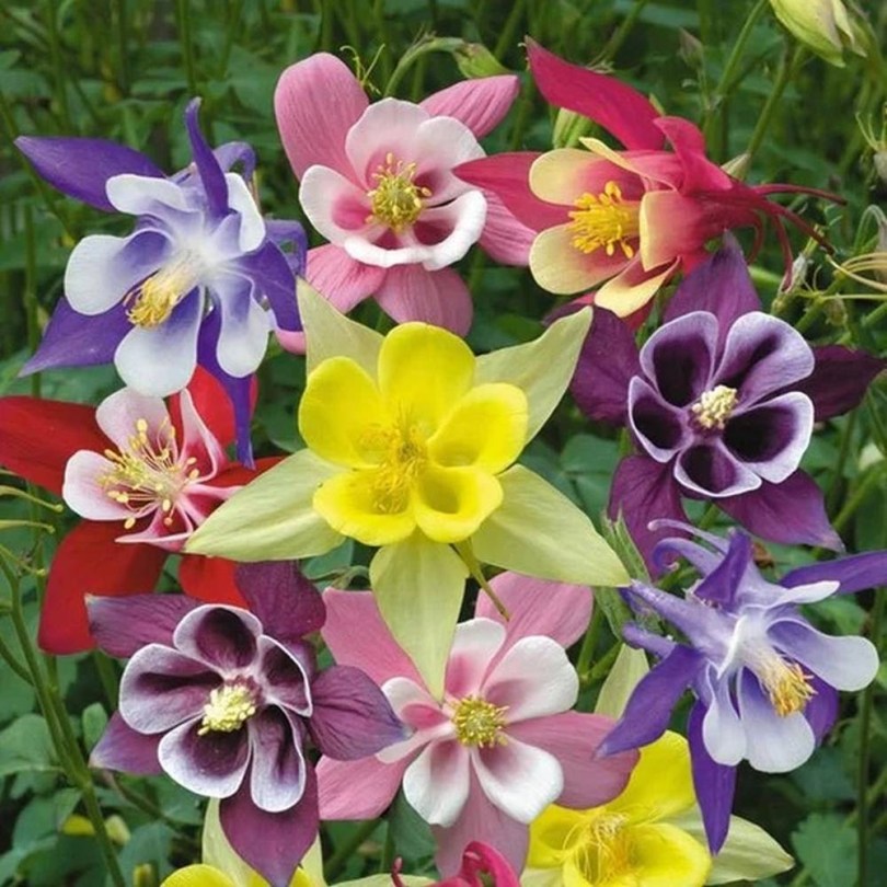 Varázslatos haranglábak magkeverék - Aquilegia MIX, Aquilegia sp., virág